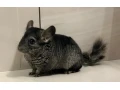 cincilky-small-2