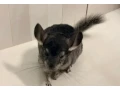 cincilky-small-3