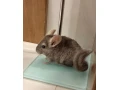 cincilky-small-1