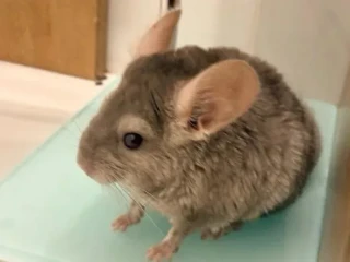 cincilky