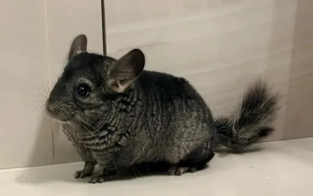 cincilky-big-2