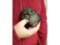 mladatka-cincila-small-0
