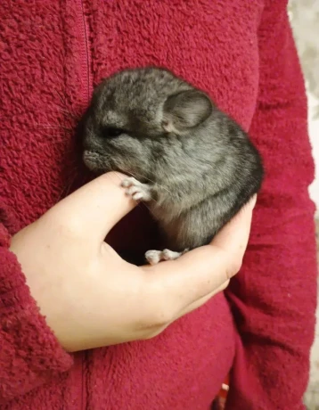 mladatka-cincila-big-0