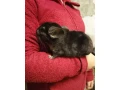 cincila-samcek-samicka-small-1