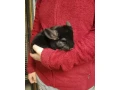 cincila-samcek-samicka-small-0