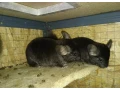 cincila-samcek-samicka-small-2
