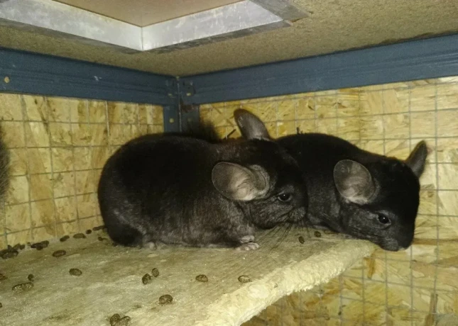cincila-samcek-samicka-big-2