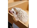 jezko-bielobruchy-small-1