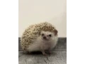 jezko-bielobruchy-small-0