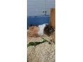 kupim-morcatko-rozeta-small-0