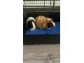 samicka-morciatka-small-1