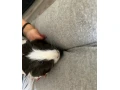 samicka-morciatka-small-0
