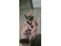 predam-vakoveverice-small-0
