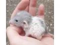 potkaniky-z-chs-small-0