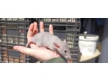 potkaniky-z-chs-small-4