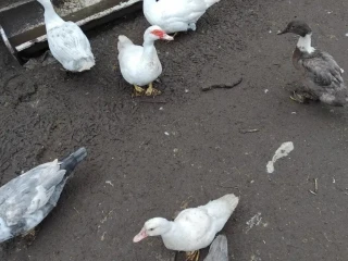 000