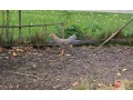 predam-mladych-kohutov-small-4