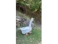 cholmogor-gunar-small-0