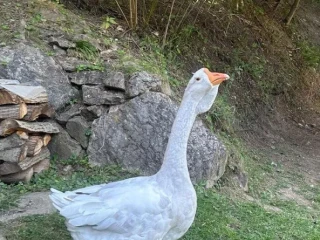 cholmogor-gunar