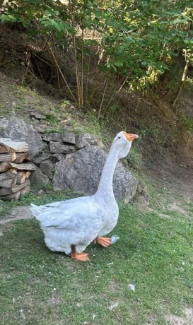 cholmogor-gunar-big-0