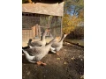 landeske-husy-small-0