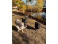 chovnych-kmen-brahmaniek-small-2