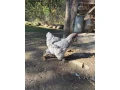 chovnych-kmen-brahmaniek-small-1