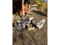 chovnych-kmen-brahmaniek-small-3