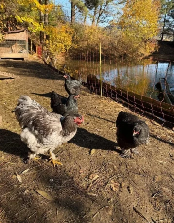 chovnych-kmen-brahmaniek-big-2
