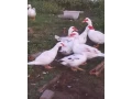 pizmove-kacky-small-0