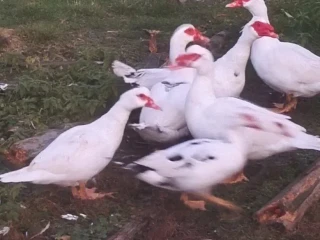 pizmove-kacky