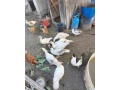 pizmove-kackyindicky-bezci-small-0