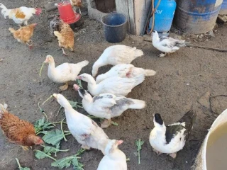 pizmove-kackyindicky-bezci