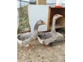 predam-kacera-aj-kacku-small-0