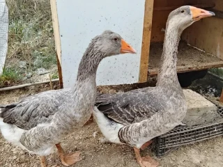 predam-kacera-aj-kacku