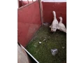 gunar-a-dve-husky-ceska-na-predaj-small-0