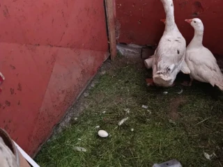 gunar-a-dve-husky-ceska-na-predaj