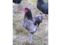 australopka-small-0