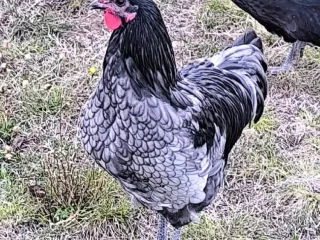 australopka