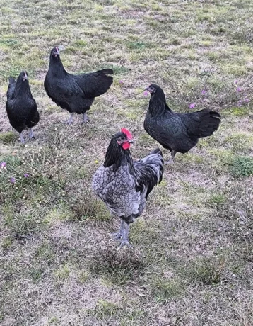australopka-big-2