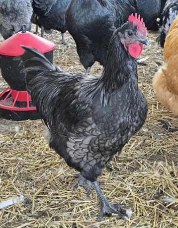 australopka-big-1