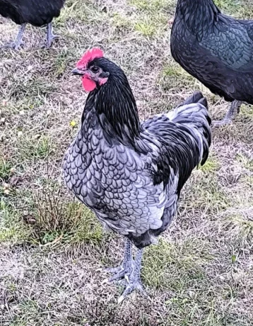 australopka-big-0