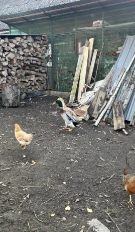 predam-kacera-indickeho-bezca-big-1