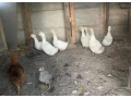 kacky-small-1