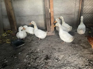 kacky
