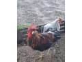vlaska-jarabicia-small-1
