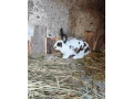 predam-small-4