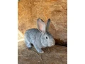 belgicke-obry-cincilove-small-2