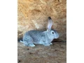 belgicke-obry-cincilove-small-0