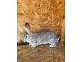 belgicke-obry-cincilove-small-1